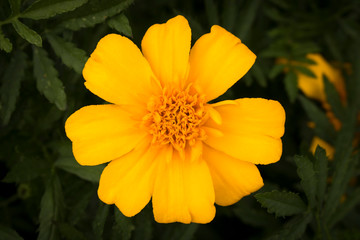 The bright yellow flower in a green Bush. Close up.