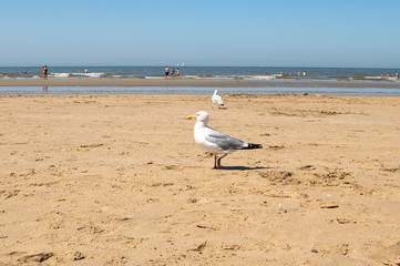 Möwe am Strand