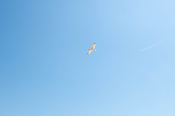 Möwe am Himmel