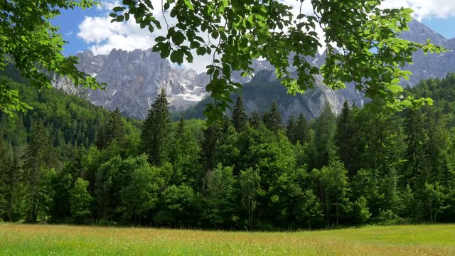 Triglav National Park, Slovenia. Meadow, pine forest and the snowy Mount Triglav of Julian Alps. Blue cloudy sky, bright sunny day. Steadicam shot, 4K