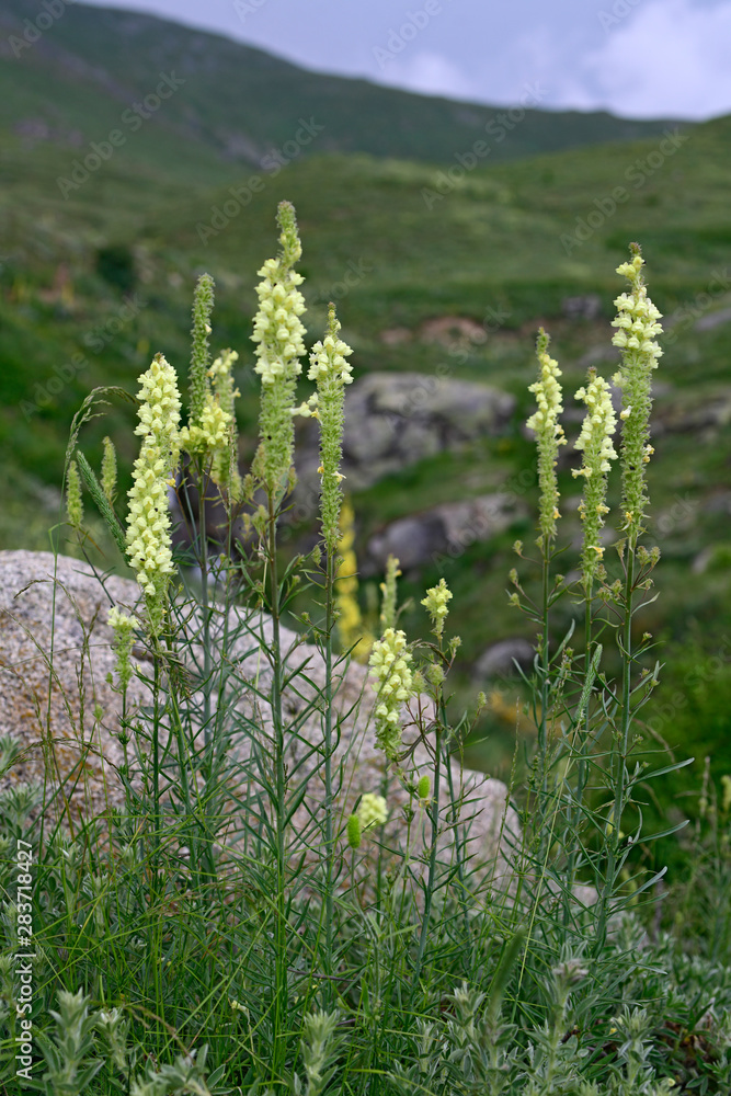 Poster Gelbe Königskerze (Verbascum) vor einem Wasserfall (Nationalpark Prespa, Griechenland) - yellow flowering mullein in Greece