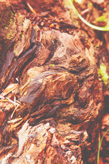 Old rich wood texture of tree. Abstract background