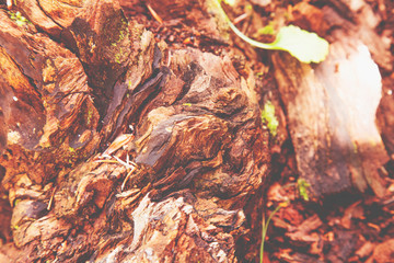 Old rich wood texture of tree. Abstract background