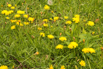 Bright yellow flowers on the green lawn. Selective focus.