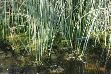  Malesa of lakes and rivers in the city