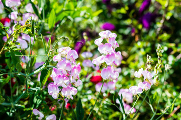 Sweet Pea Flowers Lathyrus odoratus white middles shading to pink petal edges - obrazy, fototapety, plakaty