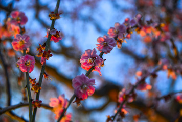 Cherry tree in full bloom at night park