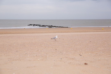 mer du nord