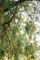 morning dew dripping from tree in forest