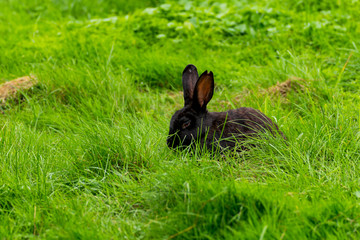 Ein kleines Karnickel sitzt im Gras