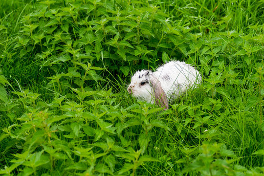 kleines weißes Kaninchen nach einem Gewitter