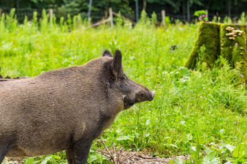 Ein Wildschwein auf der suche nach fressen