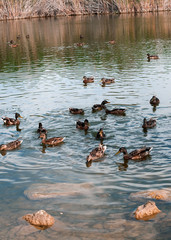 Patos salvajes nadando en una laguna