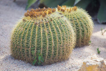 Closeup of a ball cactus