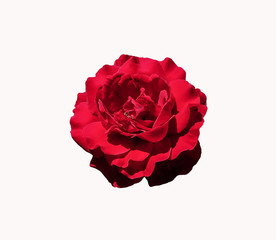 Red rose flower. Rosa climber.