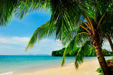 Coconut palm trees on sandy beach near the sea. Summer holiday and vacation concept.