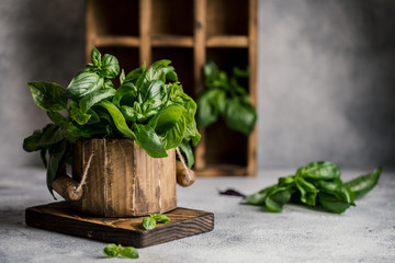 Fresh basil. Food background. Basil plant for healthy cooking	