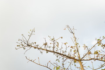 High twigs eastern cotton wood tree 