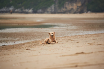 A Thai dog sitting on the beach