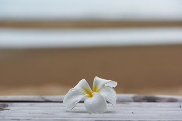 Beautiful plumeria flower on the wooden table