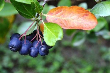 blue berries ripe delicious aronia