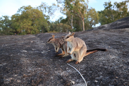 Mareeba rock wallabies at Granite Gorge, Queensland Australia