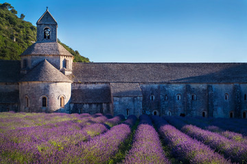Monastery and Blooming lavender fields near Valensole in Provence, France. Rows of purple flowers