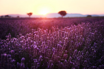 Fototapeta na wymiar Blooming lavender field near Valensole in Provence during sunset, France. Rows of purple flowers