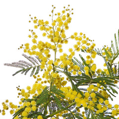 Branche de mimosa	