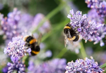 Fotobehang Close-up van hommel die stuifmeel en nectar verzamelt van lavendelbloemen, tweede bij op achtergrond © Kieran