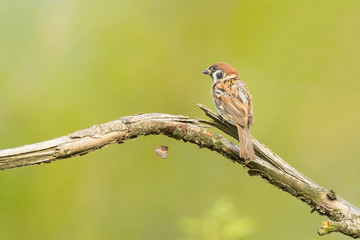 Tree Sparrow Passer montanus sitting on a twig. Sparrows are among the most familiar of all wild birds. They are primarily seed-eaters, though they also consume small insects.