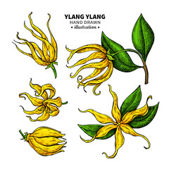 Ylang ylang vector drawing. Isolated vintage illustration of medical flower. - obrazy, fototapety, plakaty