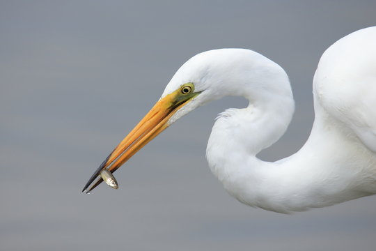 小魚を捕まえたダイサギ　Great Egret that caught a small fish	