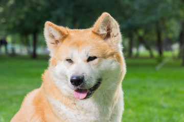portrait of a female dog of Japanese breed Akita inu outdoors on the green grass