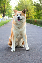 Naklejka na ściany i meble famale purebred Japanese dog Akita inu