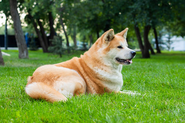 female dog of japanese breed akita inu with white and red fluffy coat lying on green grass