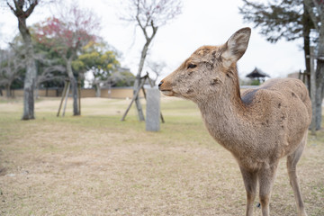 Naklejka na ściany i meble Sika Deer (Cervus nippon) in Nara Japan.