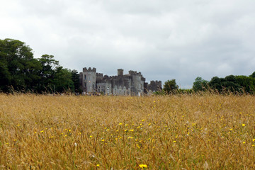 Fototapeta na wymiar An old castle behind a field of overripe grass.Ireland.