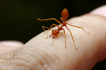 red ant bite skin human background