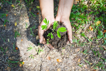 The hands are holding seedlings with two hands. The sun is light.