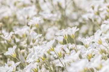 Small white flowers called Snow in Summer, Cerastium Tomentosum.