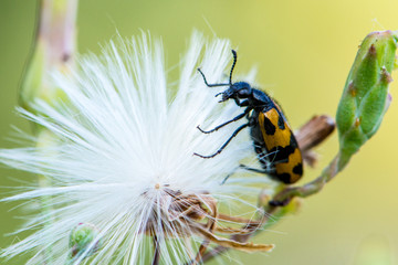 Blister beetle (Meloidae family) on a flower