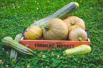 pumpkins and courgette