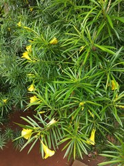 A tree with long leaves and yellow flowers.