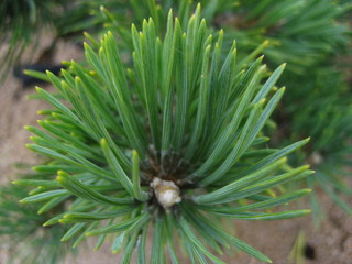 Pine brunch
