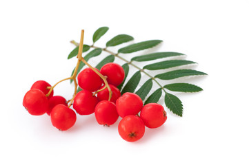 leaves and rowan berries,  isolated on white background.