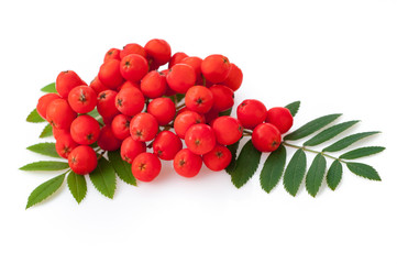 Red rowan berries and leaves, isolated on white background - obrazy, fototapety, plakaty