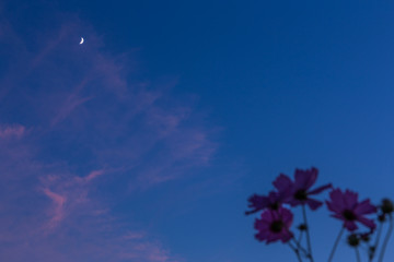 風のない秋夜、兆秒露光でコスモスが撮れるって素敵じゃない？