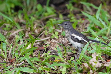 Naklejka na ściany i meble A black & white magpie robin bird stanging on a grass