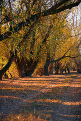 Autumn forest - beautiful wild landscape, bright sunlight and shadows at sunset, golden fallen leaves and branches, nature and season details.